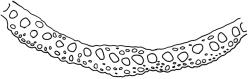 Campylopus kirkii, costa cross-section at mid leaf. Drawn from J.E. Beever 40-32, CHR 438767.
 Image: R.C. Wagstaff © Landcare Research 2018 